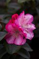Rhododendron Stad Essen-2 Różanecznik